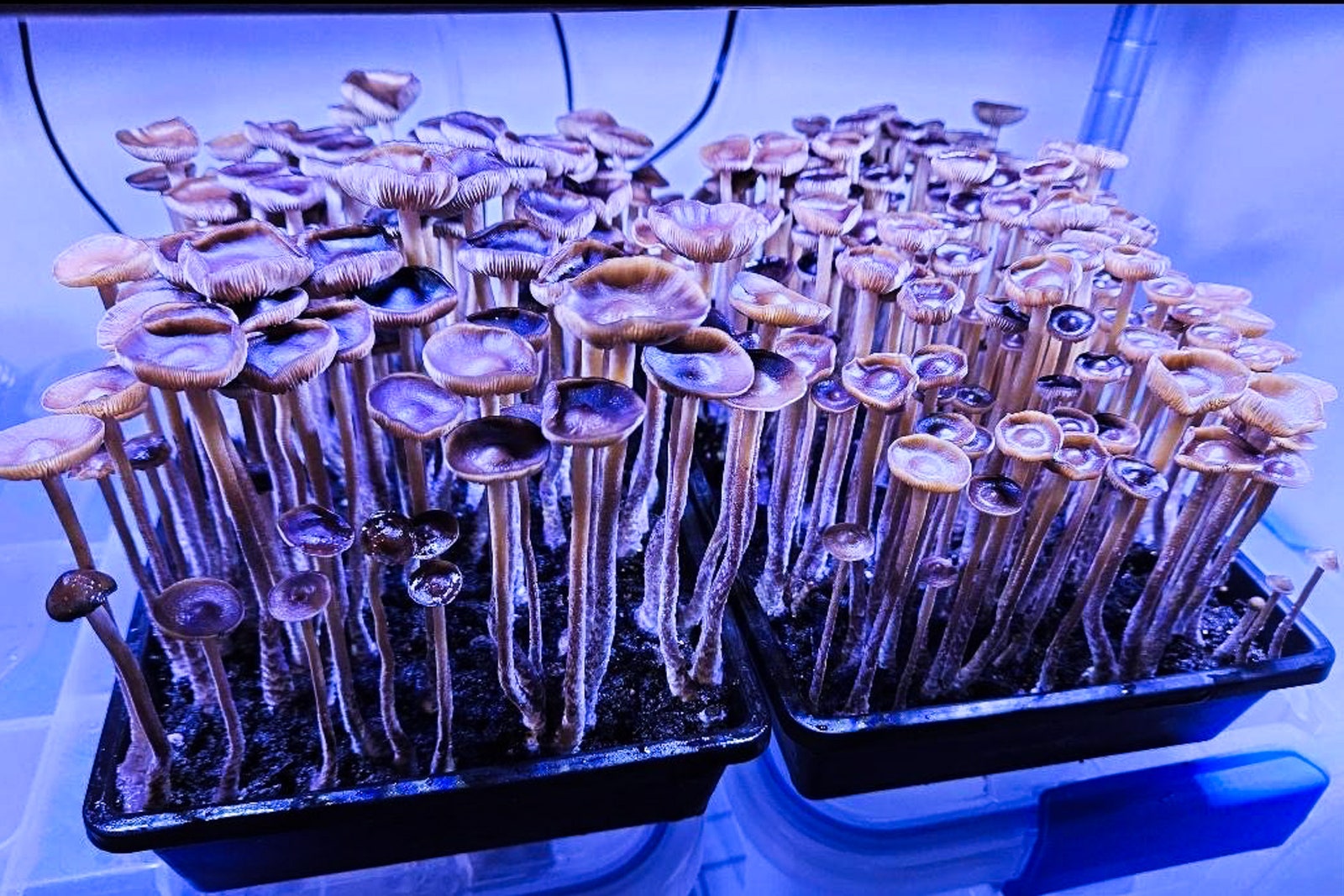 Psychedelic Mushrooms Are Getting Much, Much Stronger